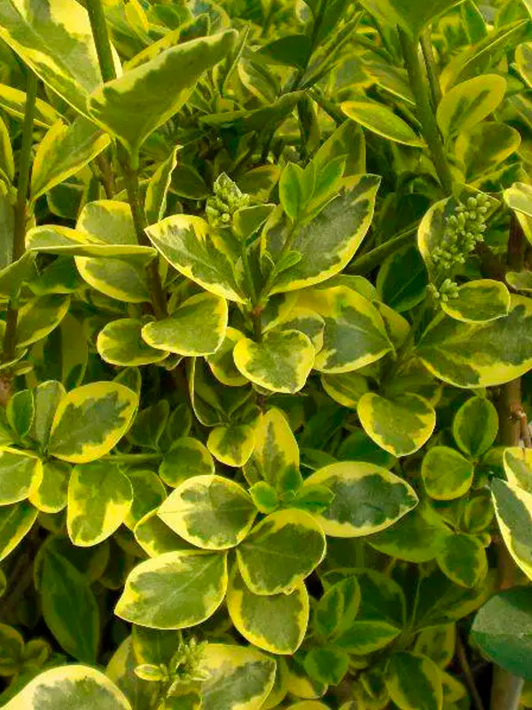 �������� �������� Variegata �2