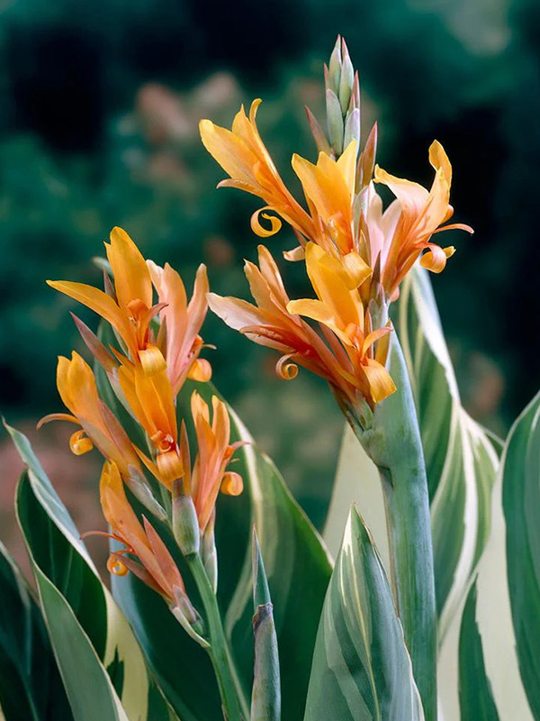 ����� Stuttgart