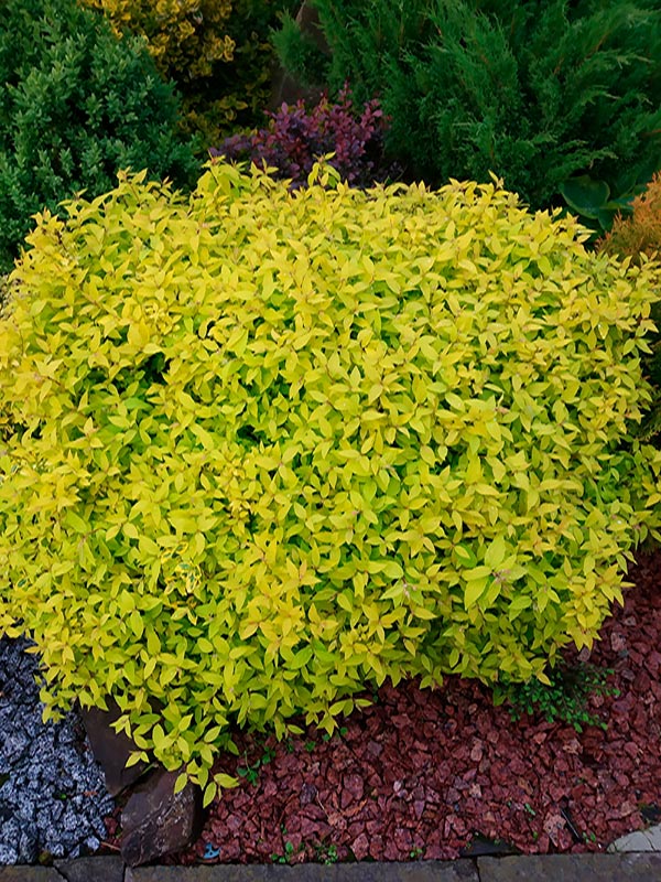 ������ �������� Gold Mound �9
