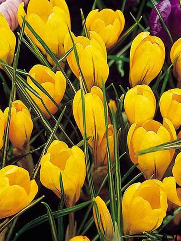 Крокус великоквітковий Yellow Mammouth 