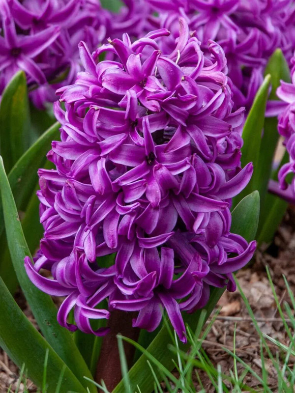 ó   (Purple Sensation) 15/16