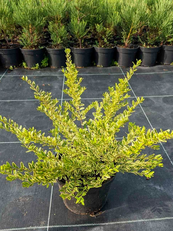 ��������� Variegata �2