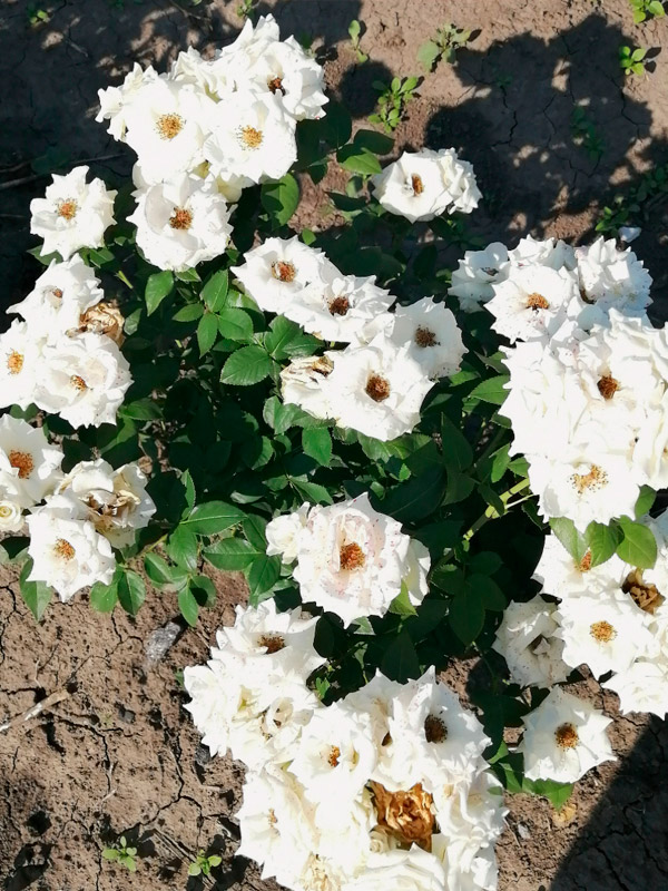 ���� ������ (Vivian) ���������