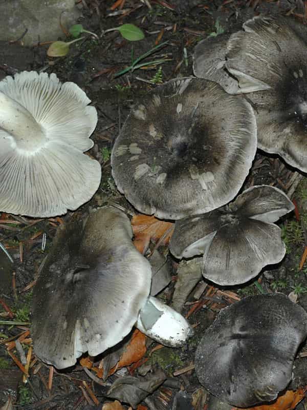 Съедобные и несъедобные грибы с плодовым телом круглой формы, растущие летом и осенью