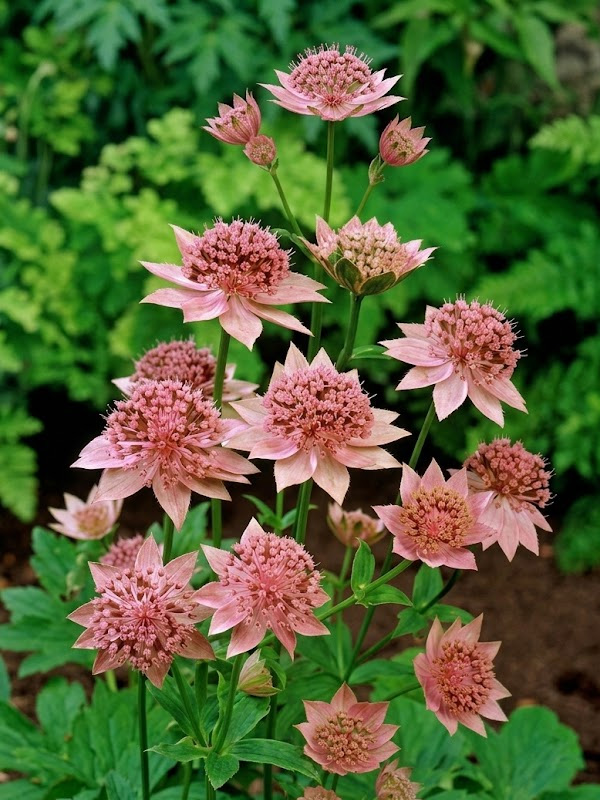 ��������� ������� Rosea P9, ��.