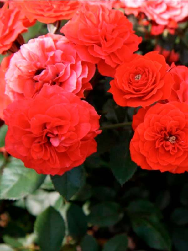 ���� ����� (Sunset) ���������