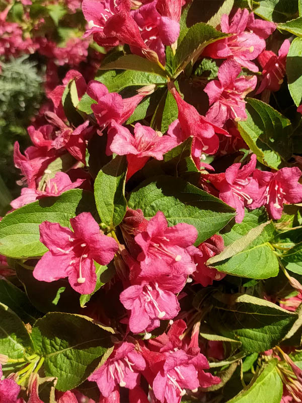     (Newport Red) 2