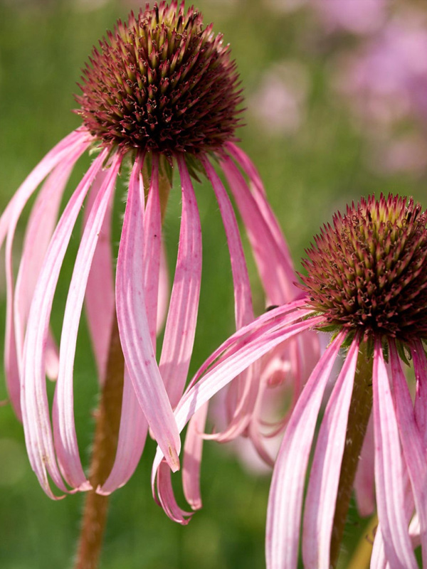 �������� ������ �9