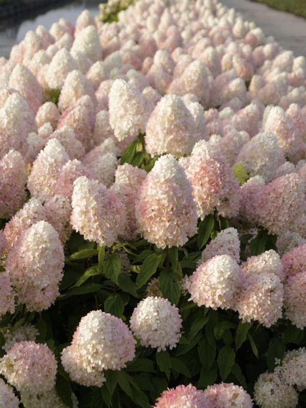 ��������� �������� ���� ������ Magical Sweet Summer ����������� �3