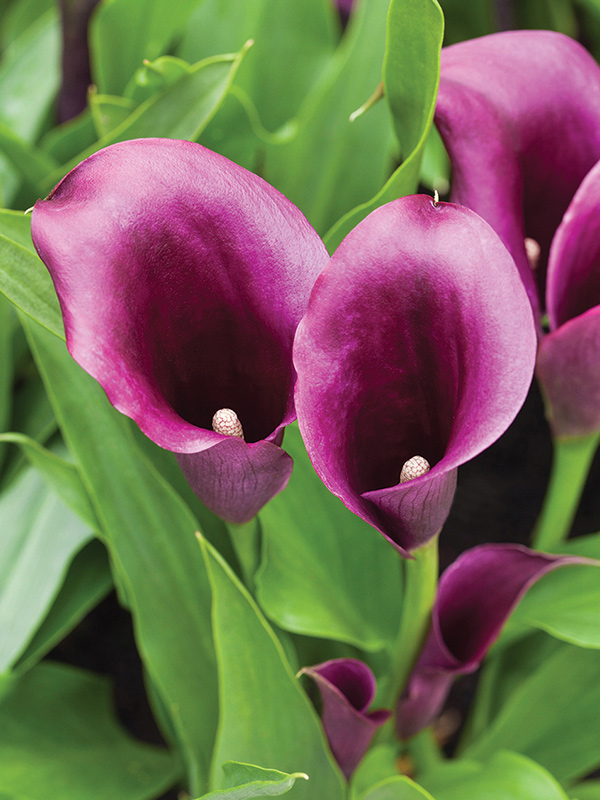 ����� Bullit 14/16