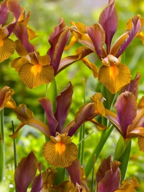 ���� Bronze Perfection 6/7