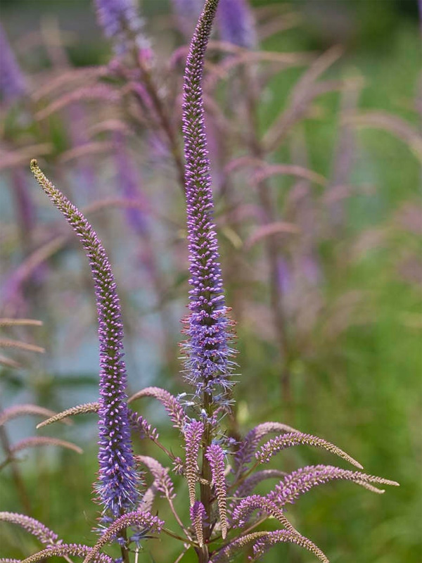    (Fascination) 2