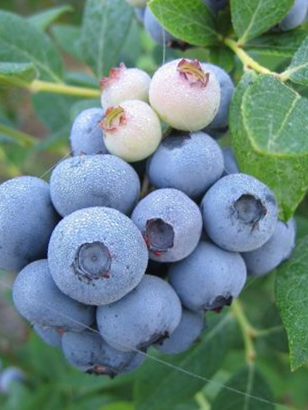 ������ ��������� �2