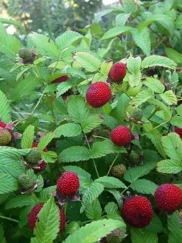 ������ (������-��������, ��������� ������) �1