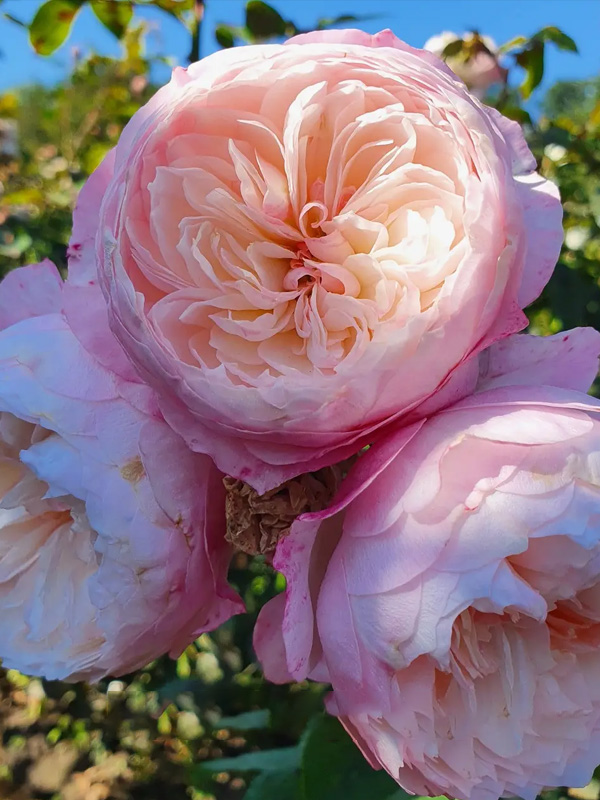 ������� ���������� (Constance) ��������� �3