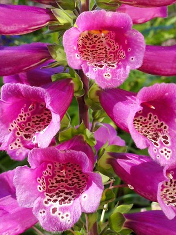 Дигиталис Purpurea Virtuoso Rose 