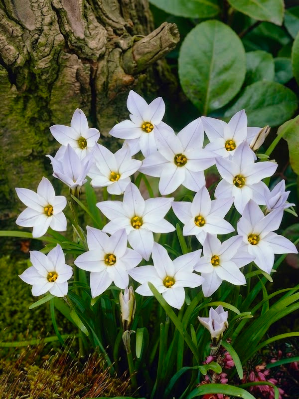 ������ White Star 4+ 