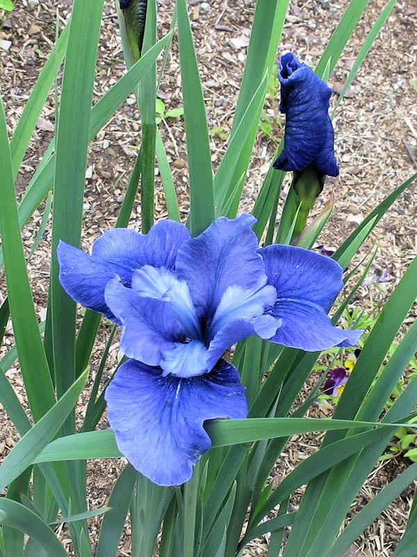  sibirica Cote D'Azur