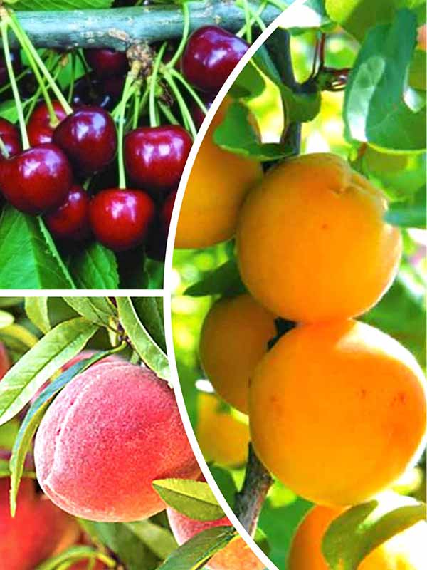 Купить плодовых в беларуси. Саженцы плодовых. Плодово-ягодные саженцы. Саженцы плодово ягодных культур. Плодовые саженцы баннер.
