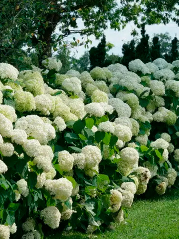 ��������� �������� (Annabelle) ����������� 25-35 �� C10