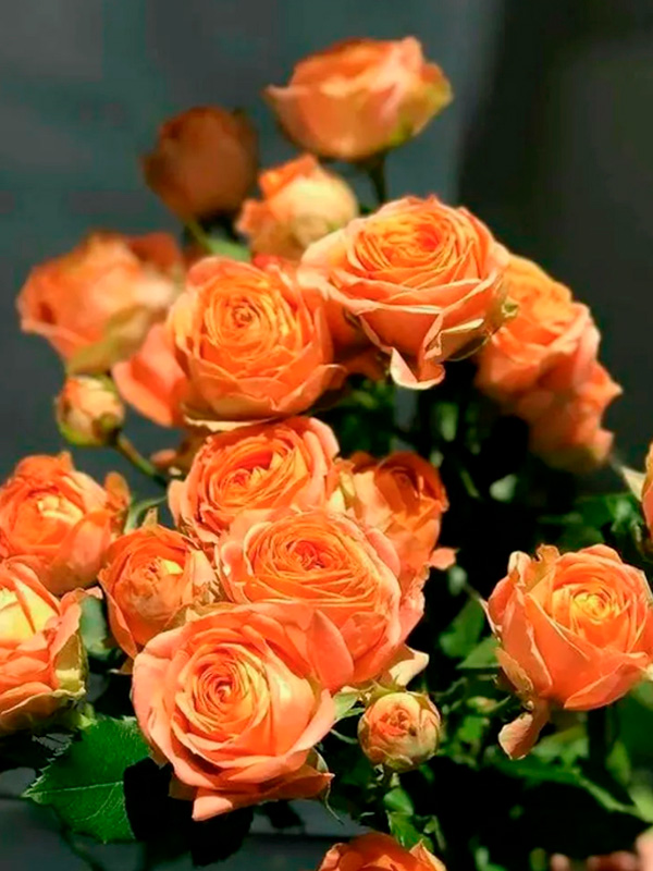 ���� ���� �������� (Juice Sensation) ���������