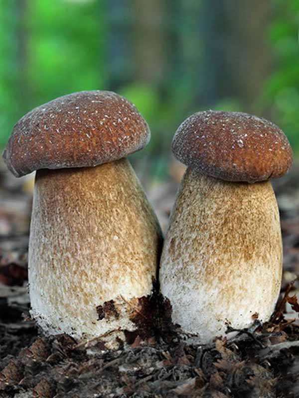 Белый гриб сосновый (мицелий на компосте, 60 мл)