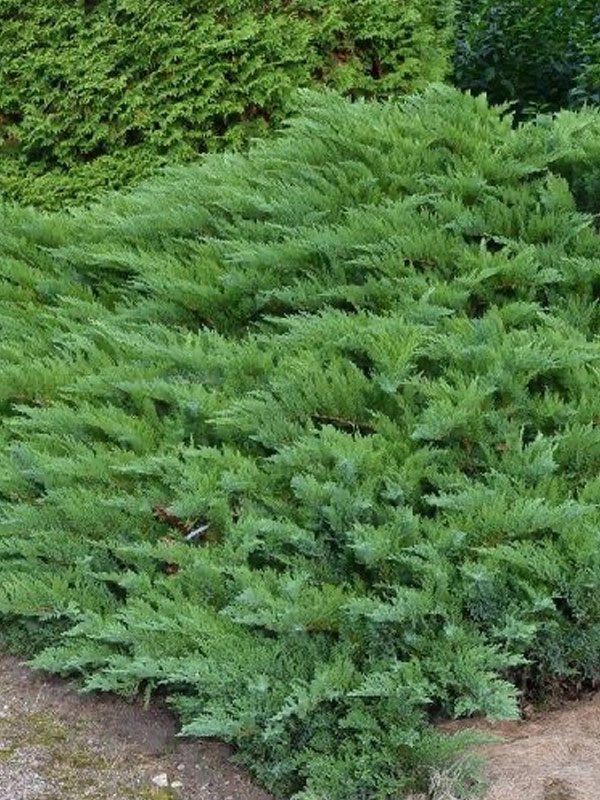 ������������ �������� �������������� (Tamariscifolia) �3