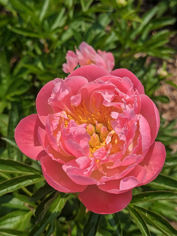   Pink Hawai Coral (  ) 2/3 (1 ) 