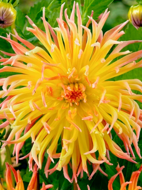 �������� Star Spectacle ���������� 