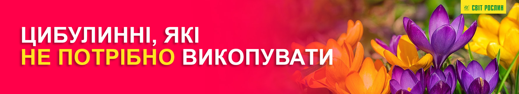 Луковичные, которые не нужно выкапывать Луковицы цветов