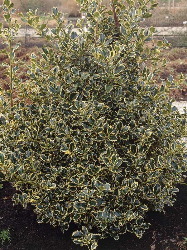    (Argentea Marginata) 3