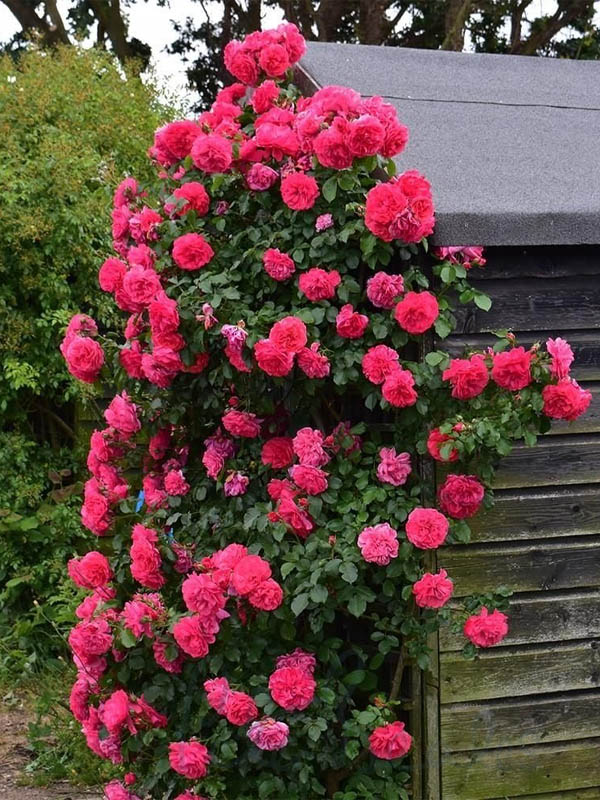     (Rosarium Uetersen) 4