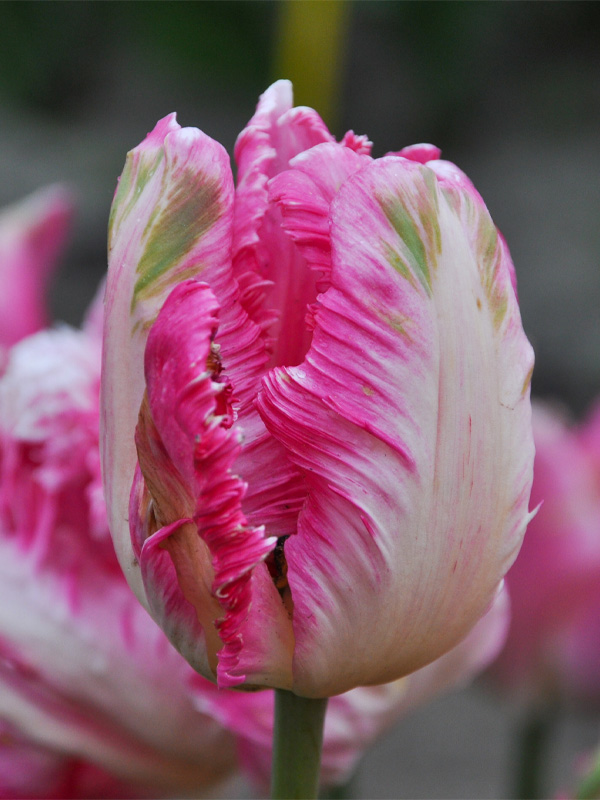   Pink Vision 11/12