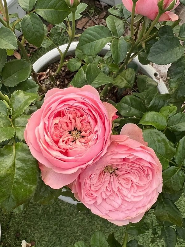 ������� ������������� �������� (Northanger Abbey) �����-�������, ��.