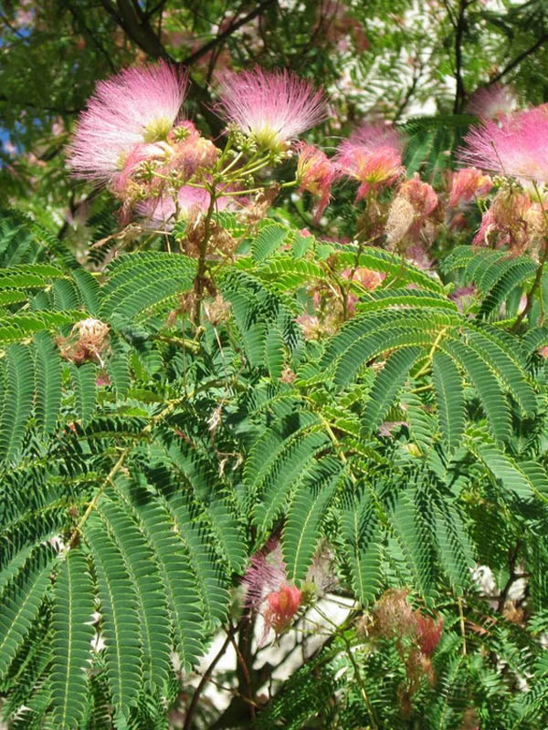   (Albizia julibrissin) P9