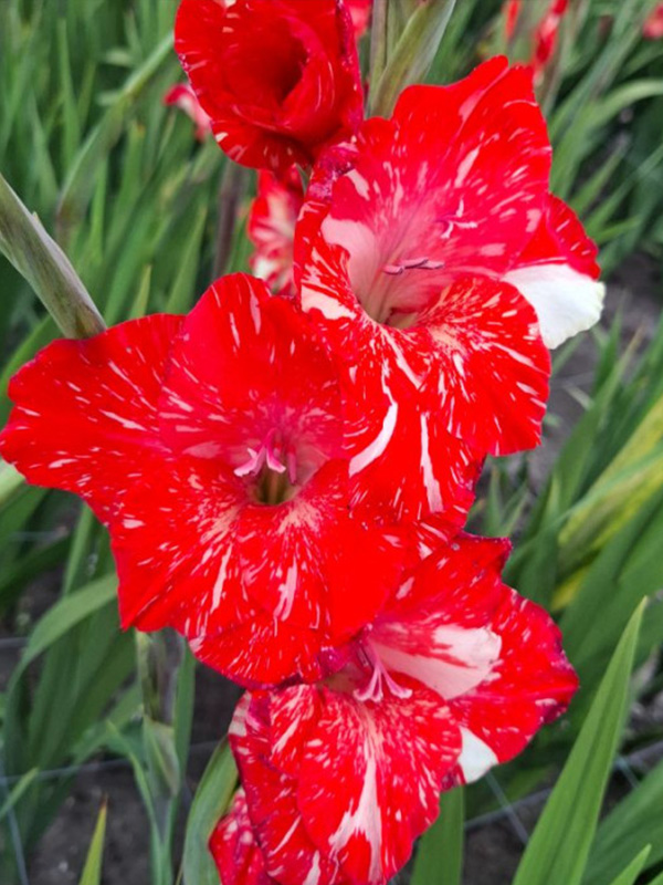 ��������� Koi Pursuit 14+ 