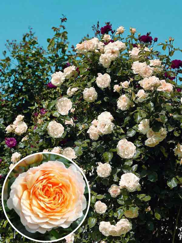 Роза перпетуаль йорс фото и описание