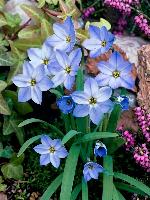 ������ Rolf Fiedler 4+ 