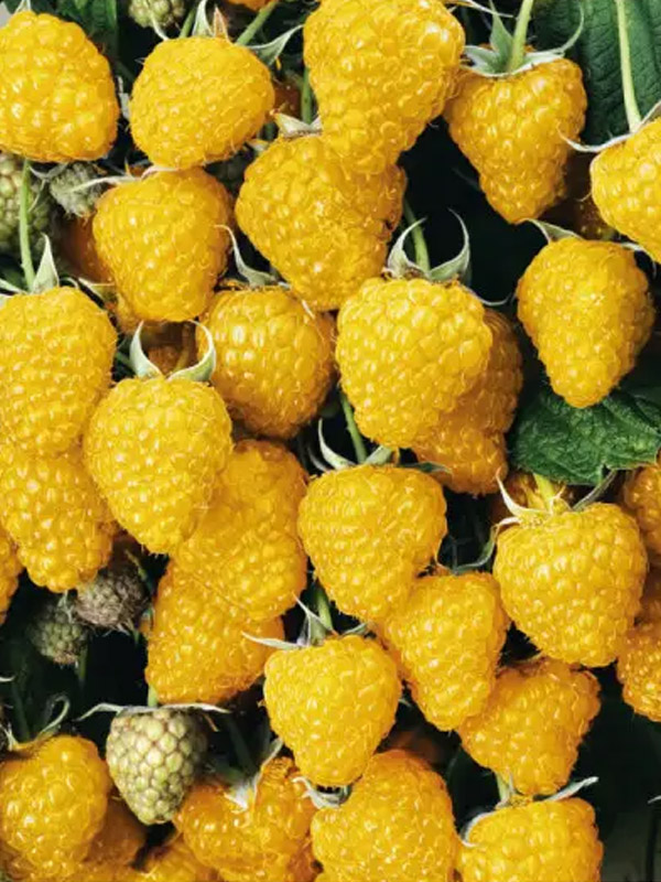 ������ ������ ���� ����������� ������ 3 ��