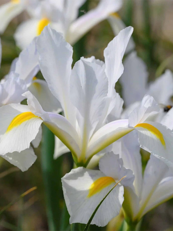  Hollandica White Magic 7/8