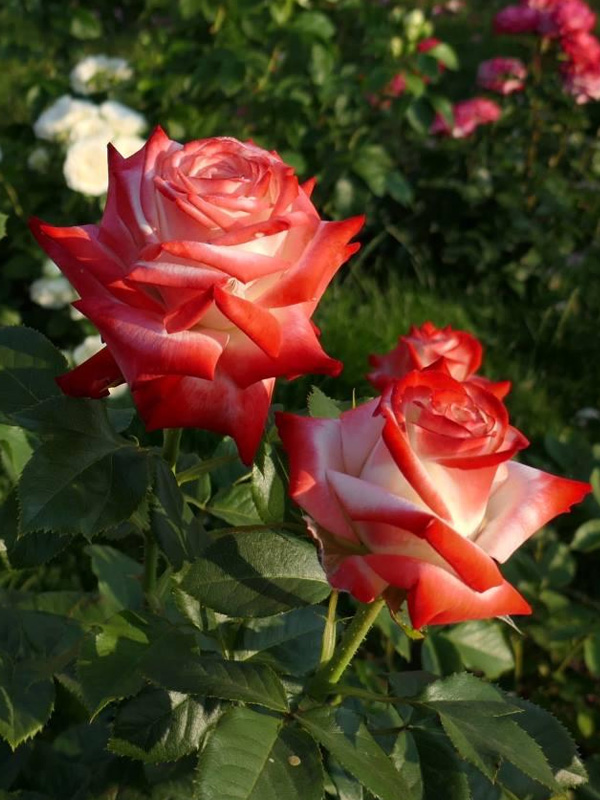  -   (Imperatrice Farah) 4