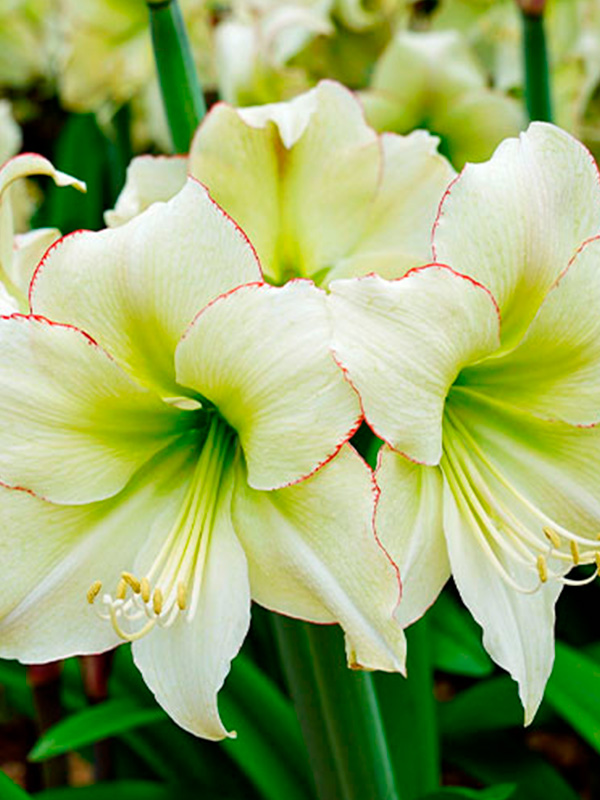 ó��������� Lemon Cream 26/28