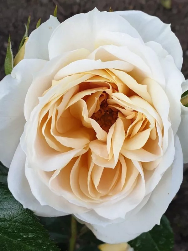     (Lions Rose) 4