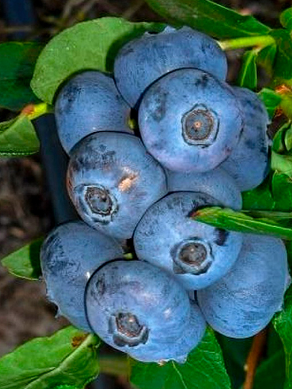 ������ ��������� �2