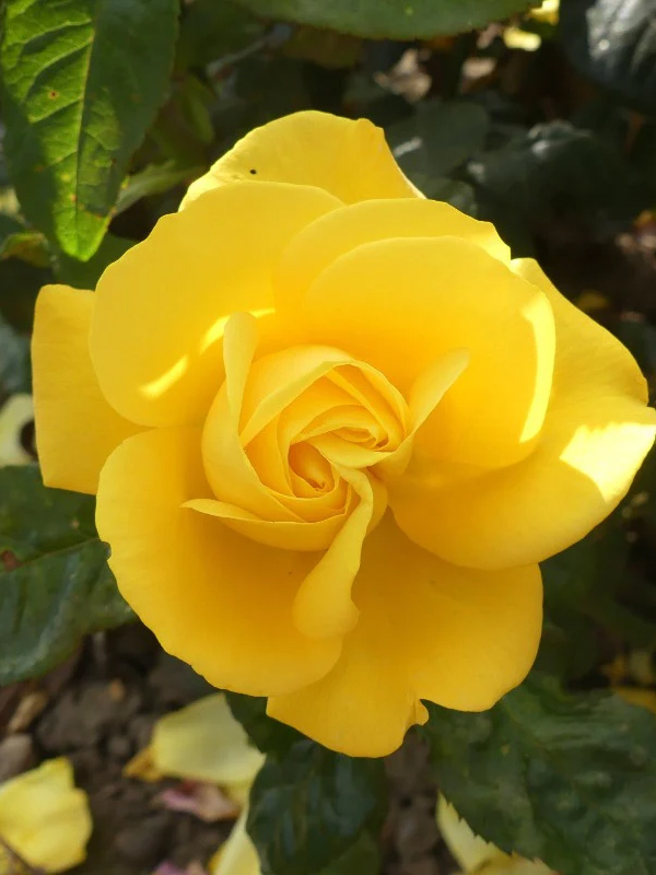     (Golden Wedding) 3 