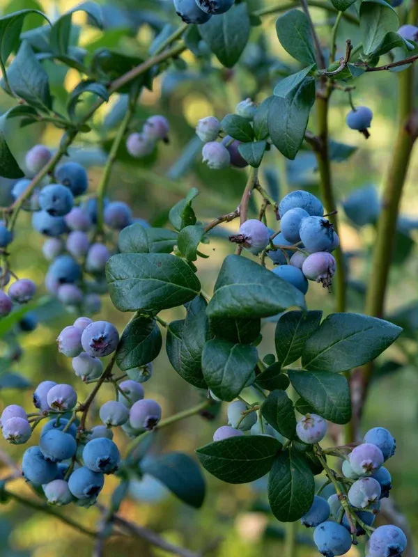 �������� ��� ���� �����������