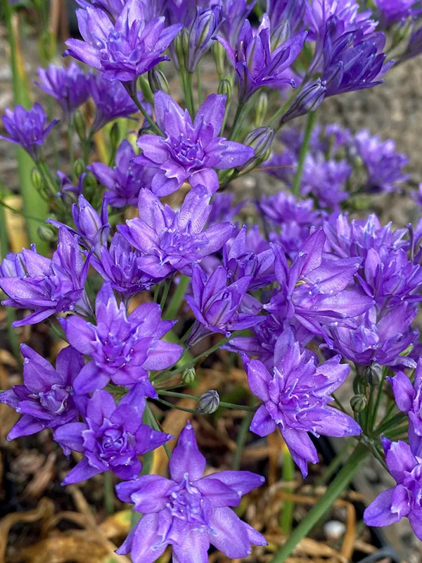 �������� Aquarius 5+ 