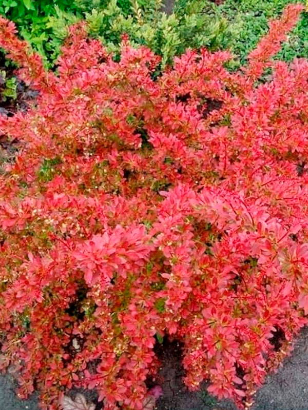 �������� �������� ����� ��� Orange Dream �1,5