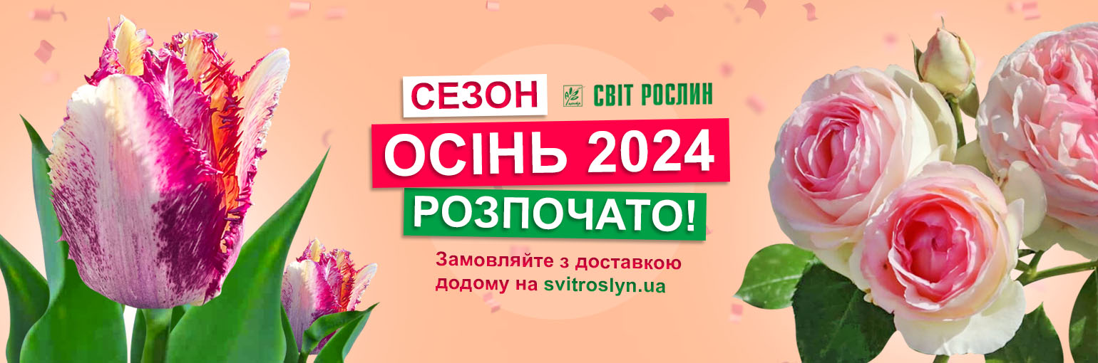 Осень 2024 – сезон начинается! Осень 2024 – сезон начинается!