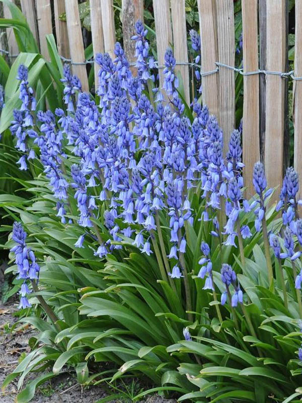   Blue 6/7 (5 ) 